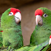 Buy canvas prints of Group of parrots (Psittacara frontatus). Green parrots. by Lubos Chlubny