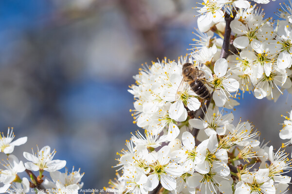 Honey bee collecting pollen from flowers. Spring n Picture Board by Lubos Chlubny