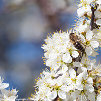 Buy canvas prints of Honey bee collecting pollen from flowers. Spring n by Lubos Chlubny