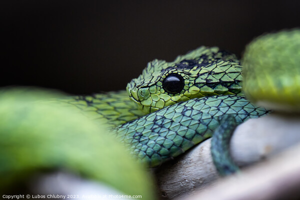 Great Lakes bush viper (Atheris nitschei) is twisted around the branch. Picture Board by Lubos Chlubny