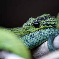 Buy canvas prints of Great Lakes bush viper (Atheris nitschei) is twisted around the branch. by Lubos Chlubny