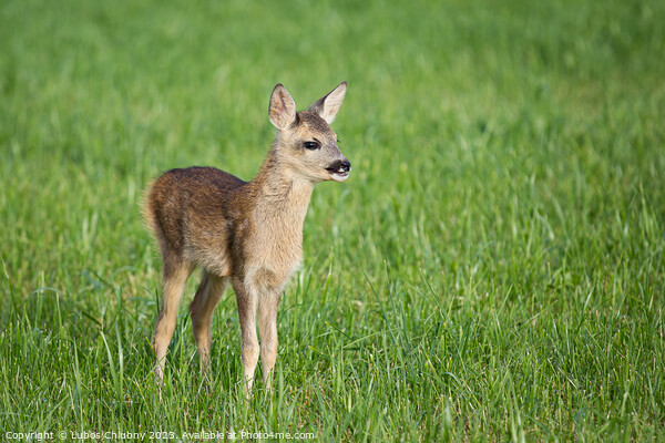 Young wild roe deer in grass, Capreolus capreolus. New born roe deer, wild spring nature. Picture Board by Lubos Chlubny