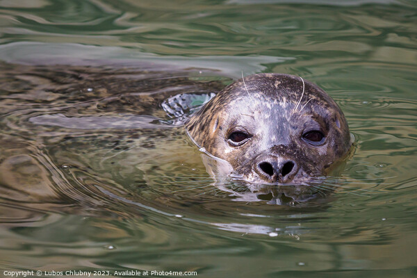 Harbor Seal (Phoca vitulina) with his head above green water Picture Board by Lubos Chlubny