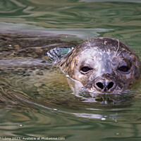 Buy canvas prints of Harbor Seal (Phoca vitulina) with his head above green water by Lubos Chlubny