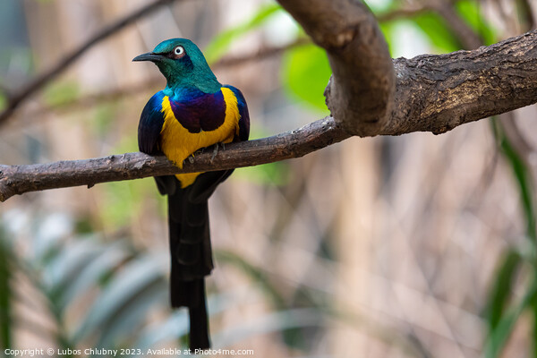 Golden breasted Starling, Cosmopsarus regius, Glossy Starling sitting on the tree branch. Beautiful shiny bird in the green forest. Picture Board by Lubos Chlubny