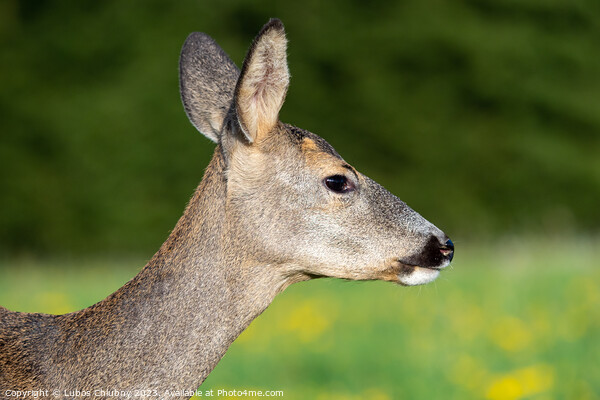 Roe deer in grass, Capreolus capreolus. Wild roe deer in nature. Picture Board by Lubos Chlubny