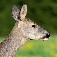 Buy canvas prints of Roe deer in grass, Capreolus capreolus. Wild roe deer in nature. by Lubos Chlubny