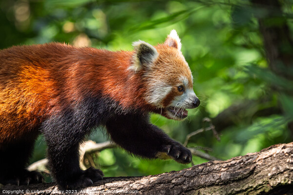 Red panda (Ailurus fulgens) on the tree. Cute panda bear in forest habitat. Picture Board by Lubos Chlubny