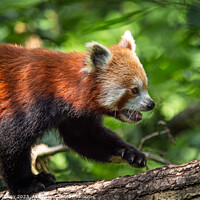 Buy canvas prints of Red panda (Ailurus fulgens) on the tree. Cute panda bear in forest habitat. by Lubos Chlubny