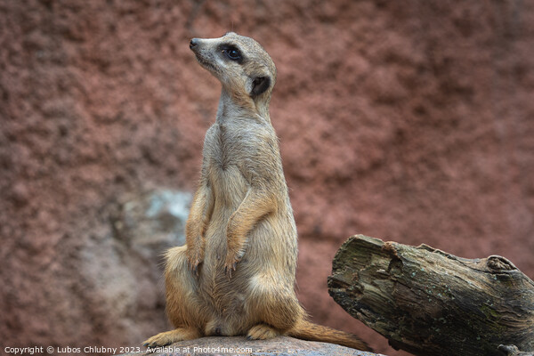 Suricata standing on a guard. Curious meerkat (Suricata suricatta). Picture Board by Lubos Chlubny