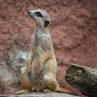 Buy canvas prints of Suricata standing on a guard. Curious meerkat (Suricata suricatta). by Lubos Chlubny