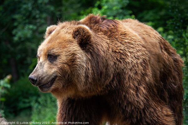 Kamchatka Brown bear (Ursus arctos beringianus). Brown fur coat, danger and aggresive animal. Big mammal from Russia. Picture Board by Lubos Chlubny
