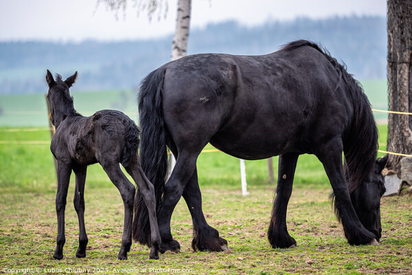 Black mare and foal in the pasture. Picture Board by Lubos Chlubny