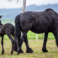 Buy canvas prints of Black mare and foal in the pasture. by Lubos Chlubny
