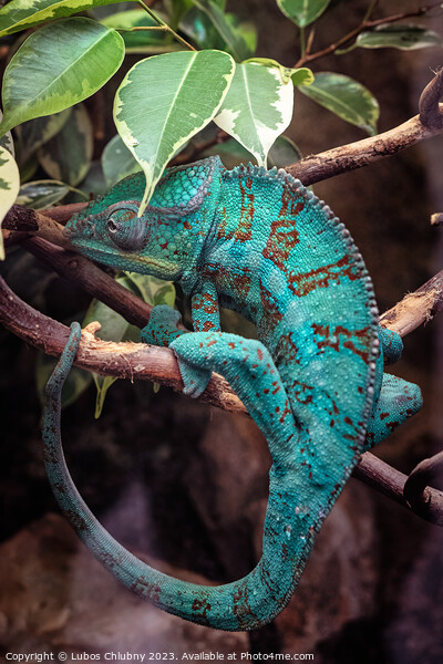 Panter Chameleon on a branch, furcifer pardalis Picture Board by Lubos Chlubny