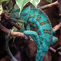 Buy canvas prints of Panter Chameleon on a branch, furcifer pardalis by Lubos Chlubny
