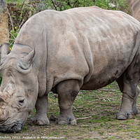 Buy canvas prints of Southern white rhinoceros (Ceratotherium simum simum). Criticall by Lubos Chlubny