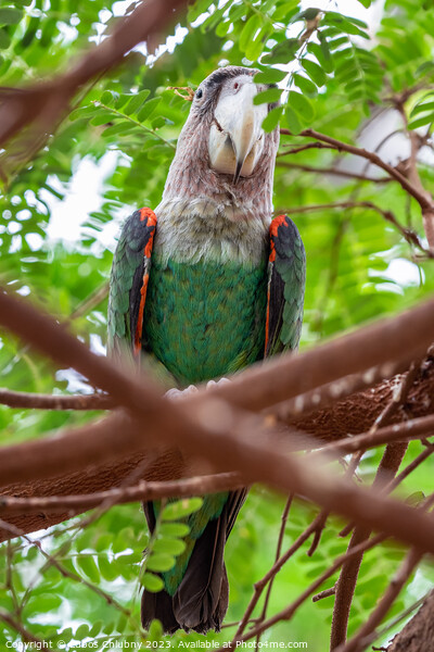 Cape parrot (Poicephalus robustus) exotic bird sitting on the tree Picture Board by Lubos Chlubny
