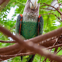 Buy canvas prints of Cape parrot (Poicephalus robustus) exotic bird sitting on the tree by Lubos Chlubny