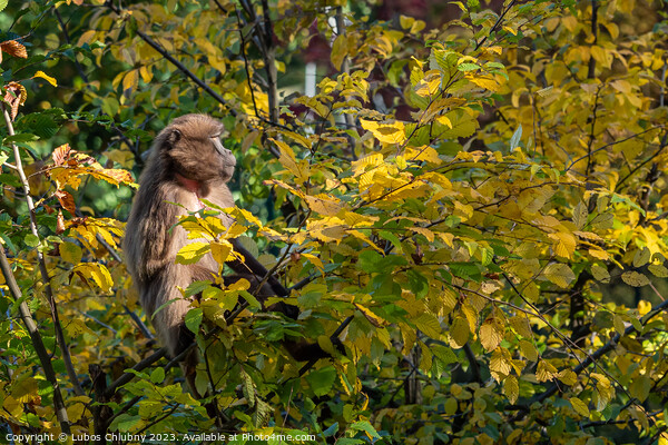 Gelada Baboon (Theropithecus gelada) the monkey on branch tree Picture Board by Lubos Chlubny