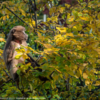Buy canvas prints of Gelada Baboon (Theropithecus gelada) the monkey on branch tree by Lubos Chlubny