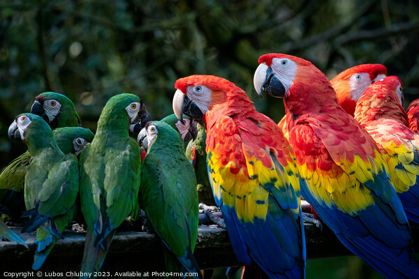Group of Ara parrots, Red parrot Scarlet Macaw, Ara macao and military macaw (ara militaris) Picture Board by Lubos Chlubny