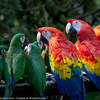 Buy canvas prints of Group of Ara parrots, Red parrot Scarlet Macaw, Ara macao and military macaw (ara militaris) by Lubos Chlubny