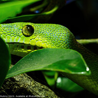Buy canvas prints of Green tree python close-up on tree branch, Morelia viridis. by Lubos Chlubny