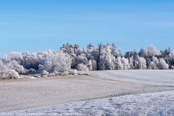 Winter landscape with trees covered with hoarfrost Picture Board by Lubos Chlubny