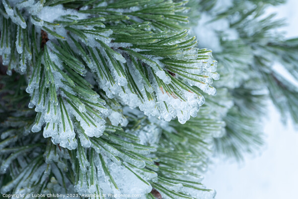 Green pine needles covered with ice Picture Board by Lubos Chlubny