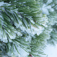 Buy canvas prints of Green pine needles covered with ice by Lubos Chlubny
