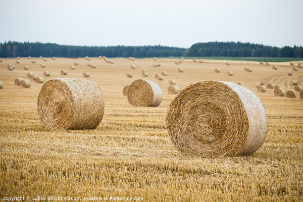 Hay bales on the field after harvest Picture Board by Lubos Chlubny