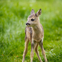 Buy canvas prints of Young wild roe deer in grass, Capreolus capreolus. New born roe deer, wild spring nature. by Lubos Chlubny
