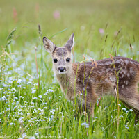 Buy canvas prints of Young wild roe deer in grass, Capreolus capreolus. New born roe deer, wild spring nature. by Lubos Chlubny