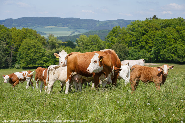 Cows and calves grazing on a spring meadow in sunny day Picture Board by Lubos Chlubny
