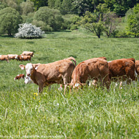 Buy canvas prints of Cows and calves grazing on a spring meadow in sunny day by Lubos Chlubny