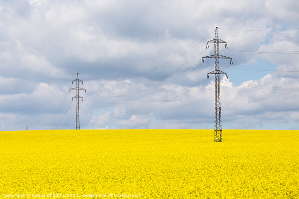High voltage power lines above rapeseed field (Brassica napus). Plant for vegetable oil, green energy and biodiesel. Picture Board by Lubos Chlubny