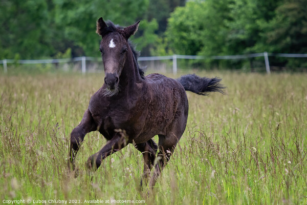 Running foal in spring meadow, black horse Picture Board by Lubos Chlubny