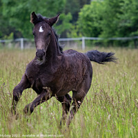 Buy canvas prints of Running foal in spring meadow, black horse by Lubos Chlubny
