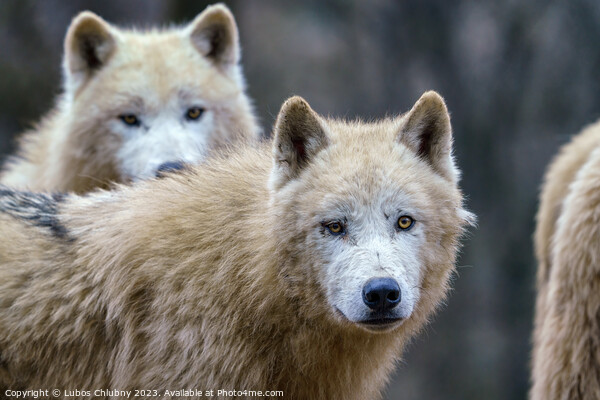 Arctic wolves (Canis lupus arctos), also known as the white wolf or polar wolf Picture Board by Lubos Chlubny