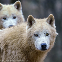 Buy canvas prints of Arctic wolves (Canis lupus arctos), also known as the white wolf or polar wolf by Lubos Chlubny