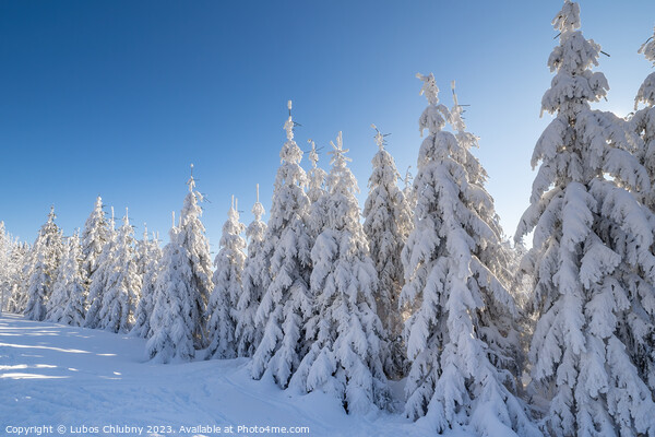 Winter spruce trees with sun rays. Trees covered in deep snow. Picture Board by Lubos Chlubny