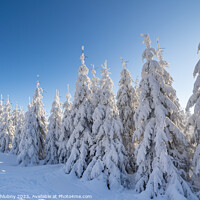 Buy canvas prints of Winter spruce trees with sun rays. Trees covered in deep snow. by Lubos Chlubny