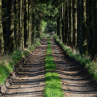Buy canvas prints of Path in the spring forest and on the sides grows grass by Lubos Chlubny