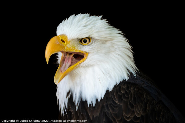 Portrait of a bald eagle (Haliaeetus leucocephalus) with an open beak isolated on black background Picture Board by Lubos Chlubny