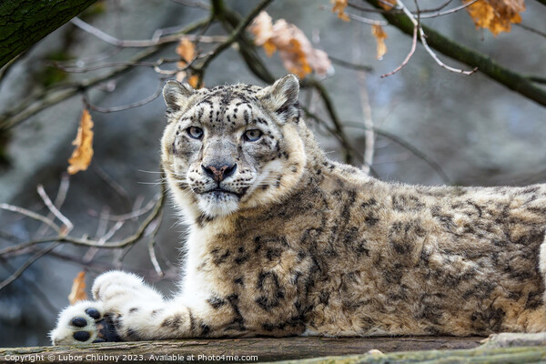 Snow leopard - Irbis (Panthera uncia). Picture Board by Lubos Chlubny