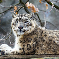 Buy canvas prints of Snow leopard - Irbis (Panthera uncia). by Lubos Chlubny