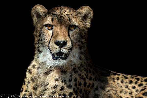 Cheetah portrait (Acinonyx jubatus) on black background Picture Board by Lubos Chlubny