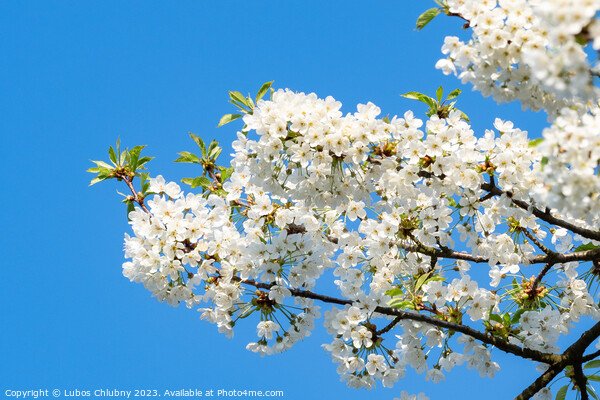 Spring blossom cherry tree flowers and blue sky Picture Board by Lubos Chlubny