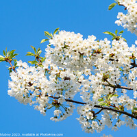 Buy canvas prints of Spring blossom cherry tree flowers and blue sky by Lubos Chlubny